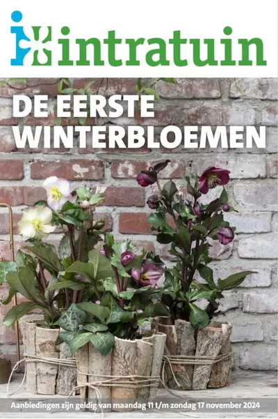 Catalogus van Intratuin in Sint Kruis | De eerste winterbloemen | 12-11-2024 - 17-11-2024