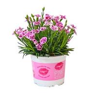 Aanbieding van Dianthus Pink Kisses, in 12cm-pot voor 2,29€ bij Coppelmans