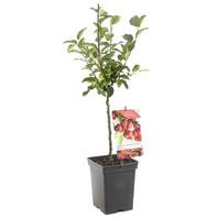 Aanbieding van Appelboom (Malus Red Sentinel Patio), in pot voor 14,99€ bij Coppelmans