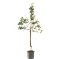 Aanbieding van Pruimenboom (Prunus dom. Hauszwetsche leivorm), in pot voor 29,99€ bij Coppelmans