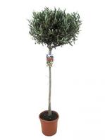 Aanbieding van Olijfboom (Olea europaea) 90-100cm hoog, in 21cm-pot voor 19,99€ bij Coppelmans
