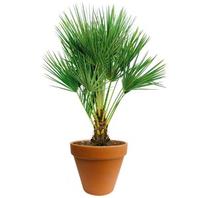 Aanbieding van Chamaerops palm 90cm hoog, in 24cm-pot voor 19,59€ bij Coppelmans