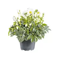 Aanbieding van Helleborus 'niger Wintergold', in 17cm-pot voor 7,99€ bij Coppelmans