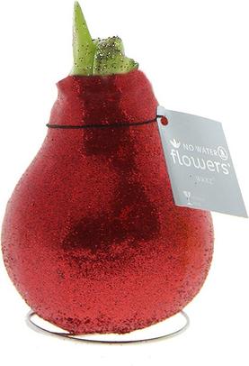 Aanbieding van Amaryllis in wax (Hippeastrum Waxz 'Eco Glitterz Red') H 15 cm voor 9,99€ bij Intratuin