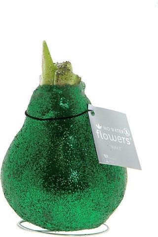 Aanbieding van Amaryllis in wax (Hippeastrum Waxz 'Eco Glitterz Green') H 15 cm voor 9,99€ bij Intratuin