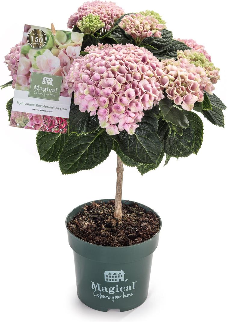 Aanbieding van Hortensia op stam (Hydrangea macrophylla 'Magical Revolution') roze D 14 H 45 cm voor 16,99€ bij Intratuin