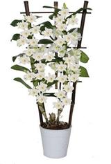 Aanbieding van Bamboe-orchidee op rek (Dendrobium nobile 'Apollon') D 12 H 50 cm voor 16,99€ bij Intratuin