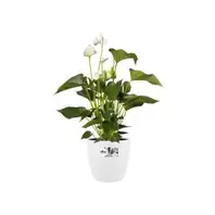 Aanbieding van Elho Pot Brussel Rond D25cm Wit voor 15,39€ bij Life & Garden