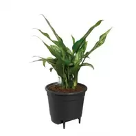 Aanbieding van Elho Waterreservoir 17cm Liv Bl voor 8,19€ bij Life & Garden